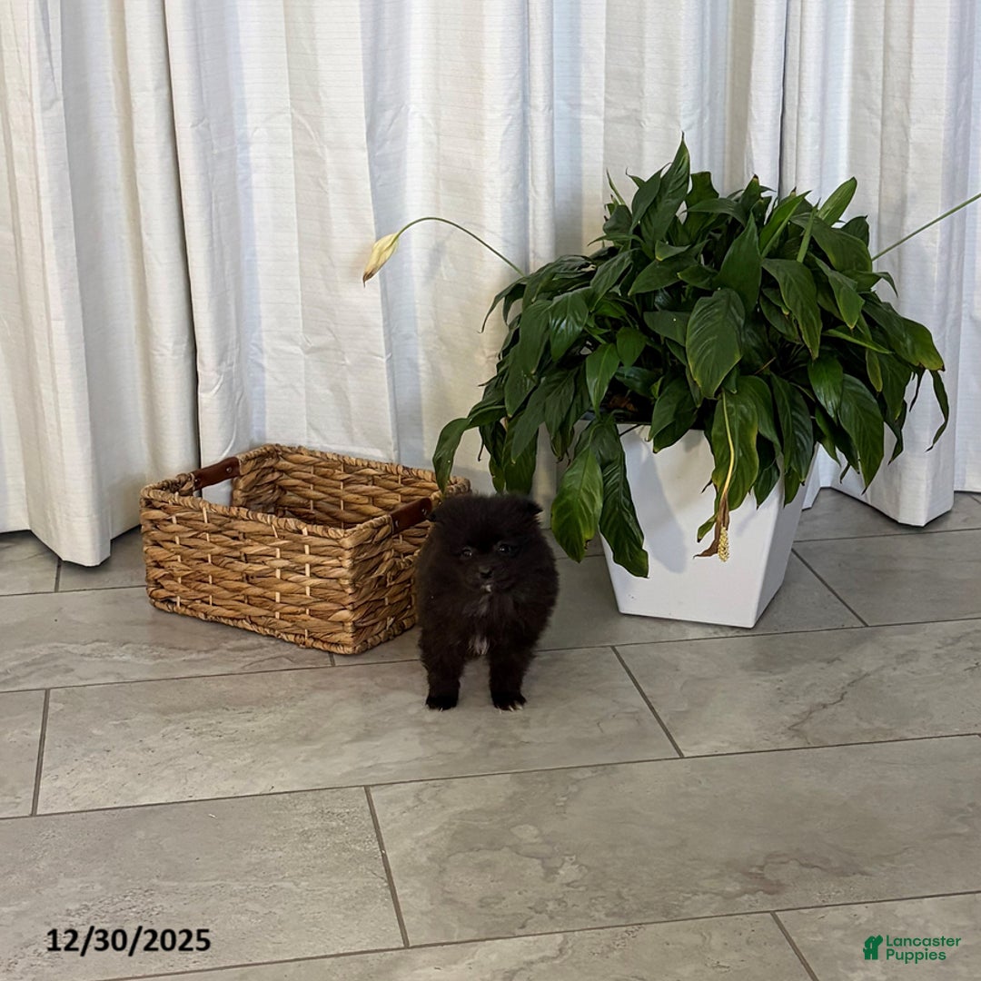 Pomeranian dogs for sale: Lucy - Ad 1