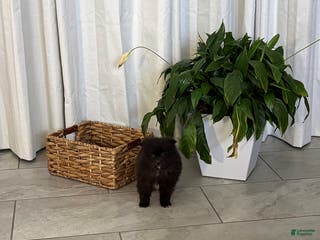 Pomeranian dogs Lucy - Ad 41