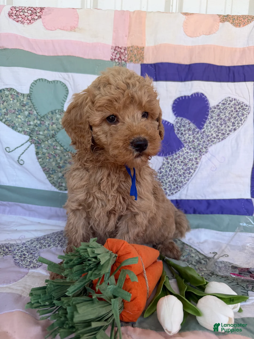 Mini Goldendoodle dogs for sale: Mini Goldendoodle Puppy 1 - Ad 2