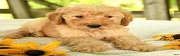 Mini Goldendoodle dogs for sale: Tressa - Ad 8