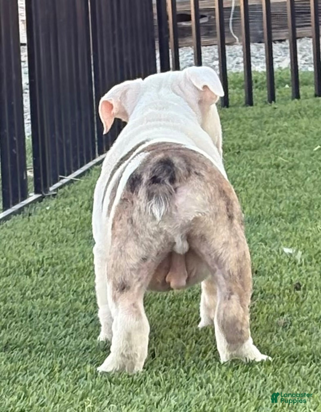 English Bulldog dogs for sale: Boston  - Ad 5