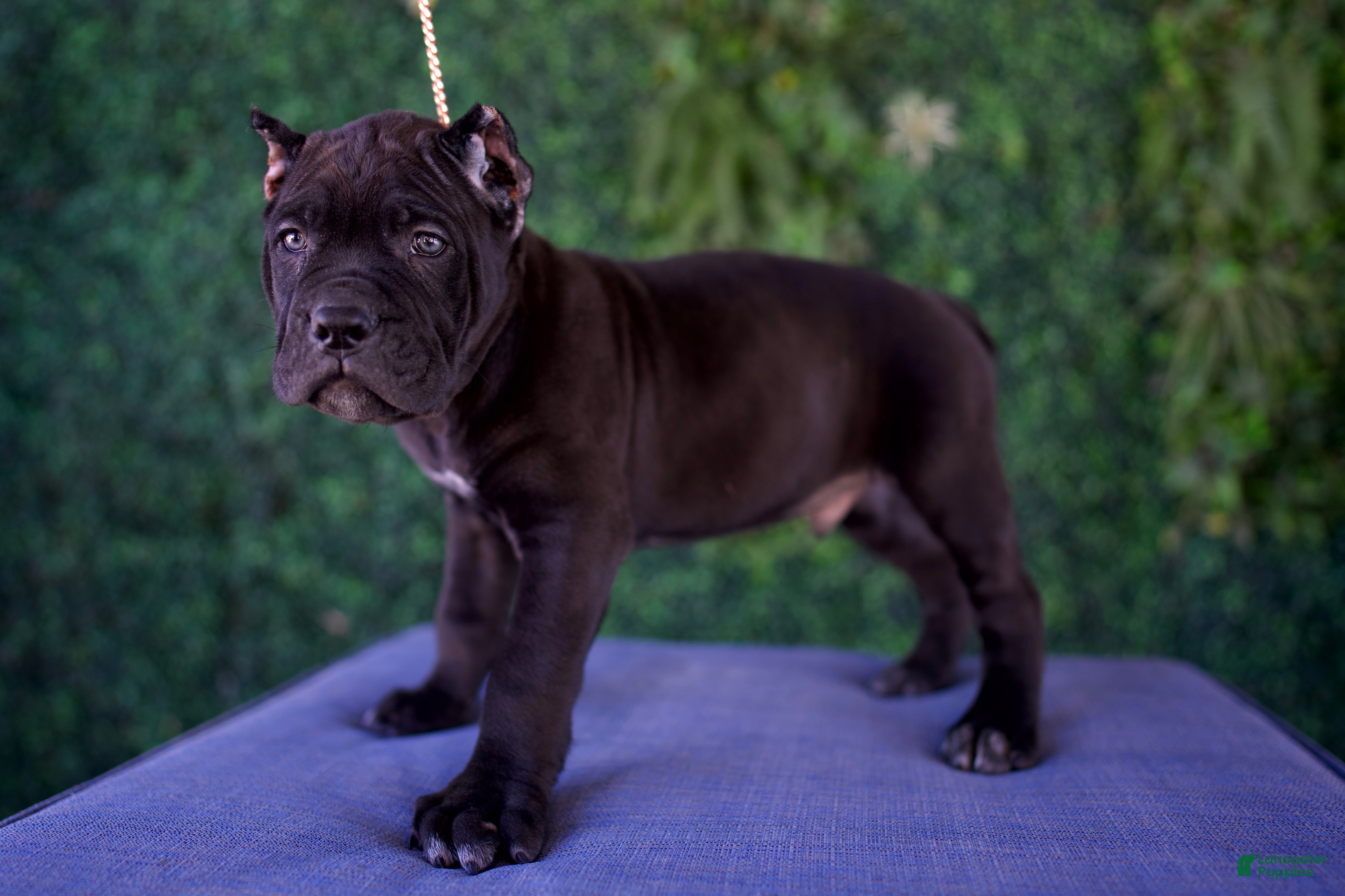 Cane Corso dogs Leon - Ad 1