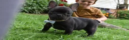 French Bulldog dogs for sale: Sarge  - Ad 2