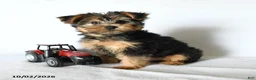 Yorkshire Terrier dogs for sale: Yoyo - Ad 1