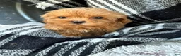 Cavapoo dogs for sale: Apple - Ad 9