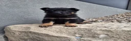 German Shepherd dogs for sale: Maverick  - Ad 5