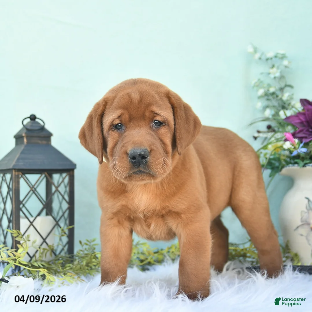 Labrador Retriever dogs for sale: Dallas  - Ad 2