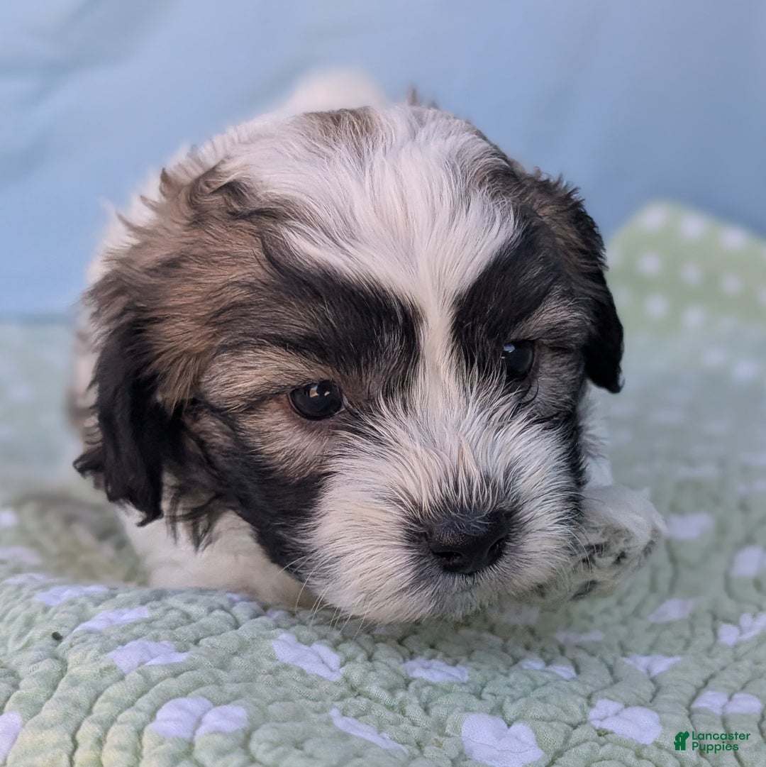 Teddy Bear dogs for sale: Nimbus - Ad 4