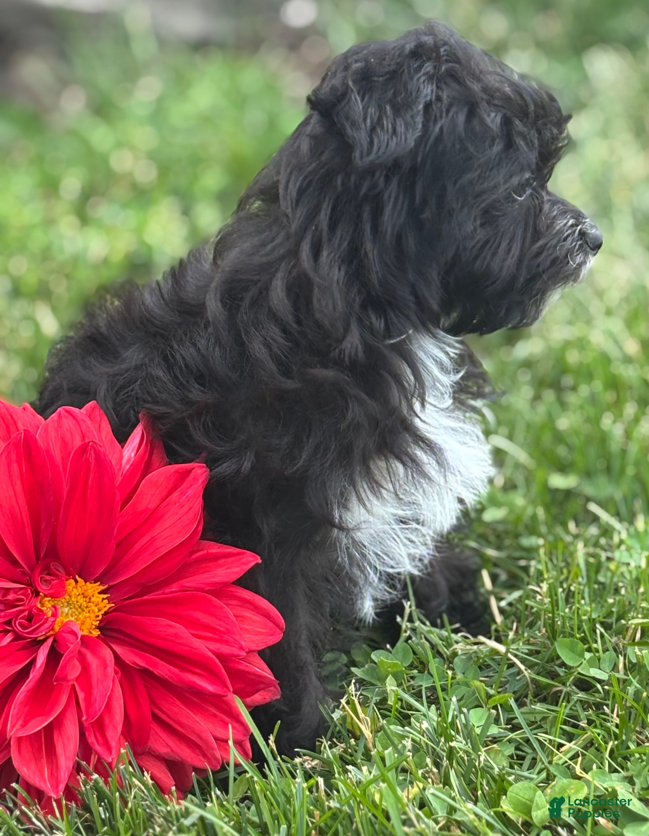 Morkie dogs Zoey - Ad 2