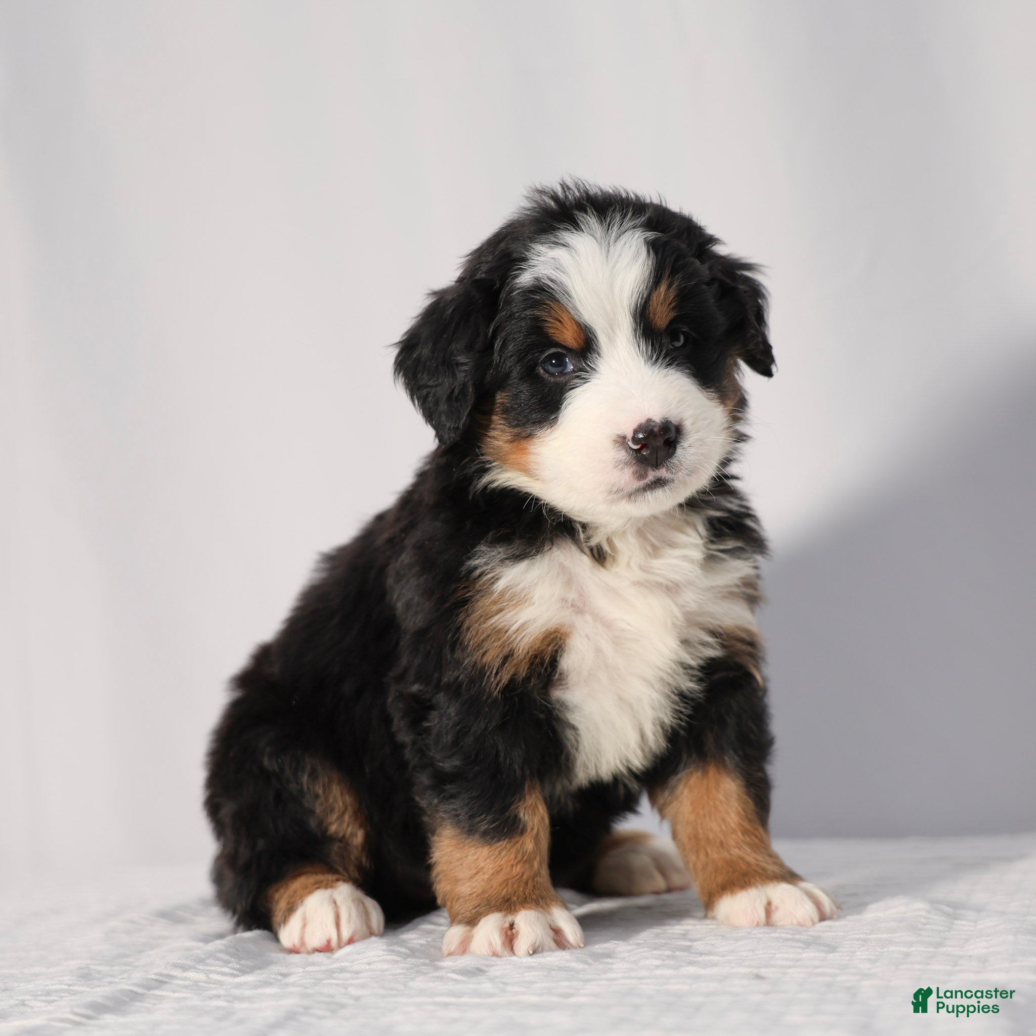 Bernese Mountain Dog dogs Ruby - Ad 1