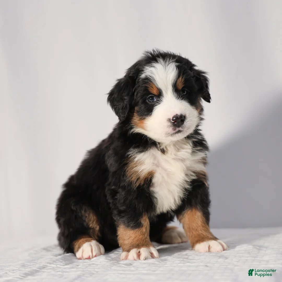 Bernese Mountain Dog dogs for sale: Ruby - Ad 1