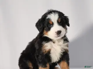 Bernese Mountain Dog dogs for sale: Ruby - Ad 2