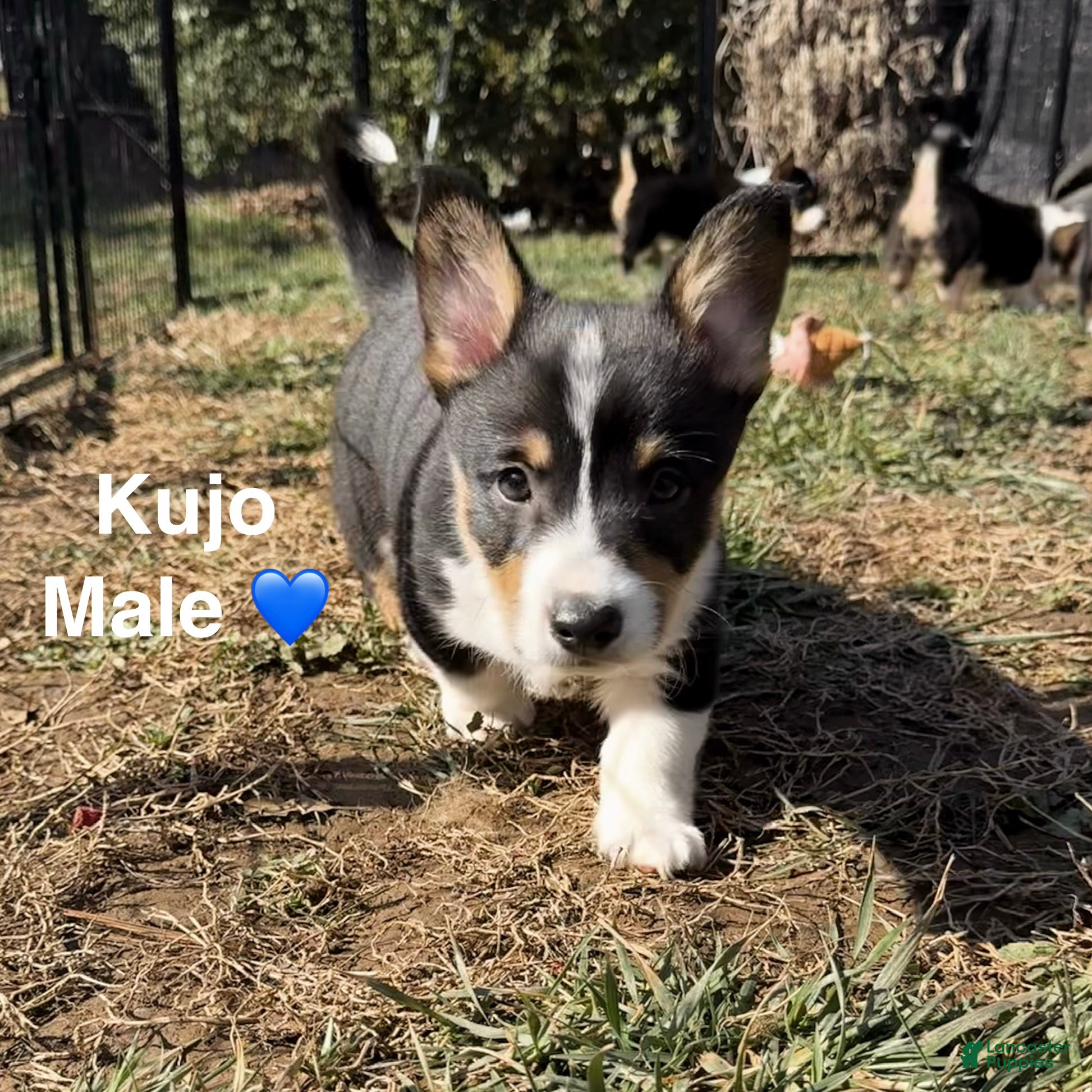 Welsh Corgi Pembroke dogs Kujo - Ad 31