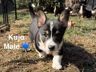 Welsh Corgi Pembroke dogs Kujo - Ad 31