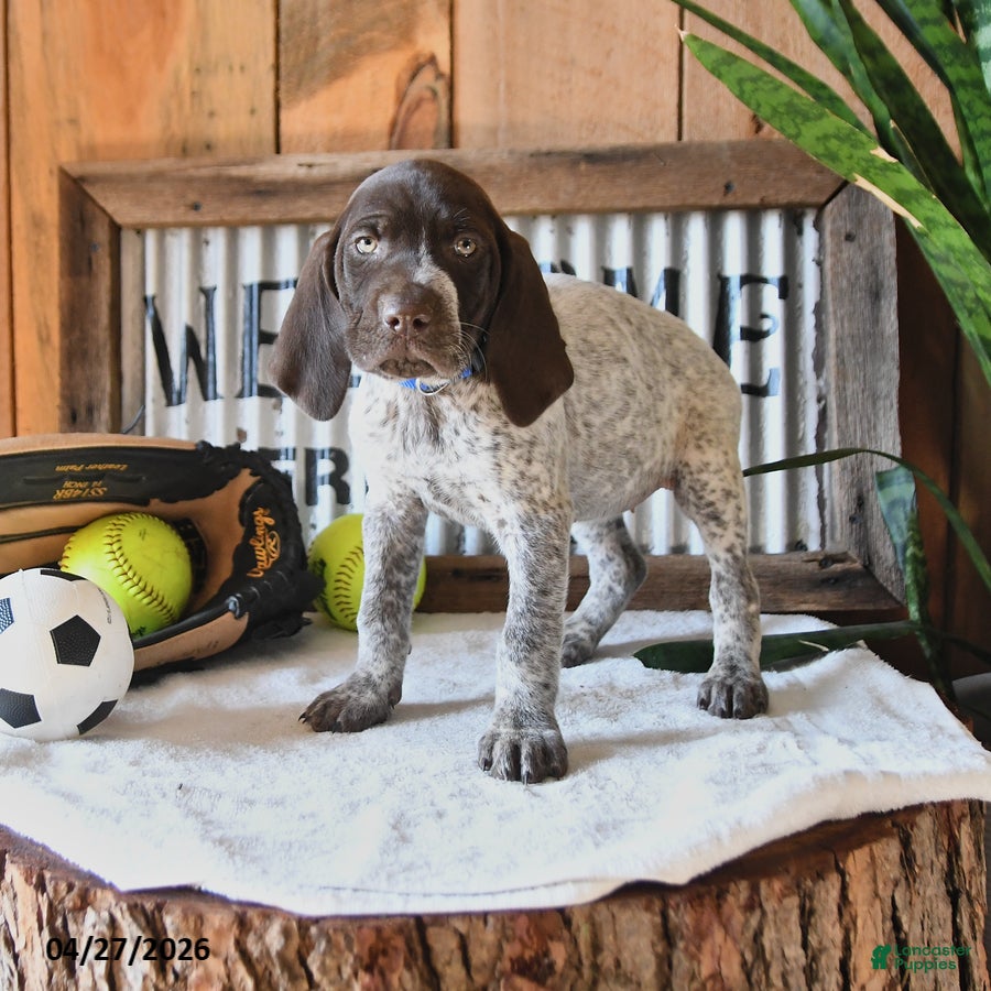 German Shorthaired Pointer dogs Bella   - Ad 1