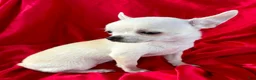 Chihuahua dogs for sale: Lina Apple head - Ad 8