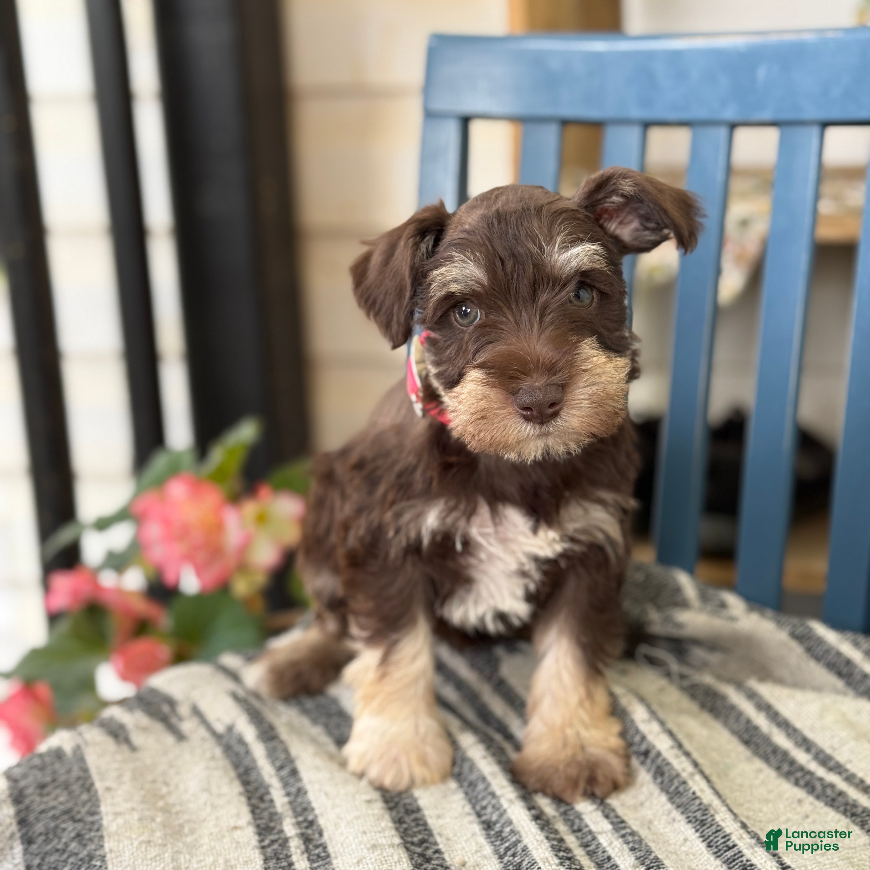 Miniature Schnauzer dogs Sophie - Ad 1