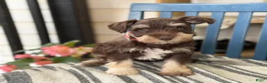 Sophie