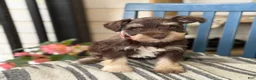Miniature Schnauzer dogs for sale: Sophie - Ad 1