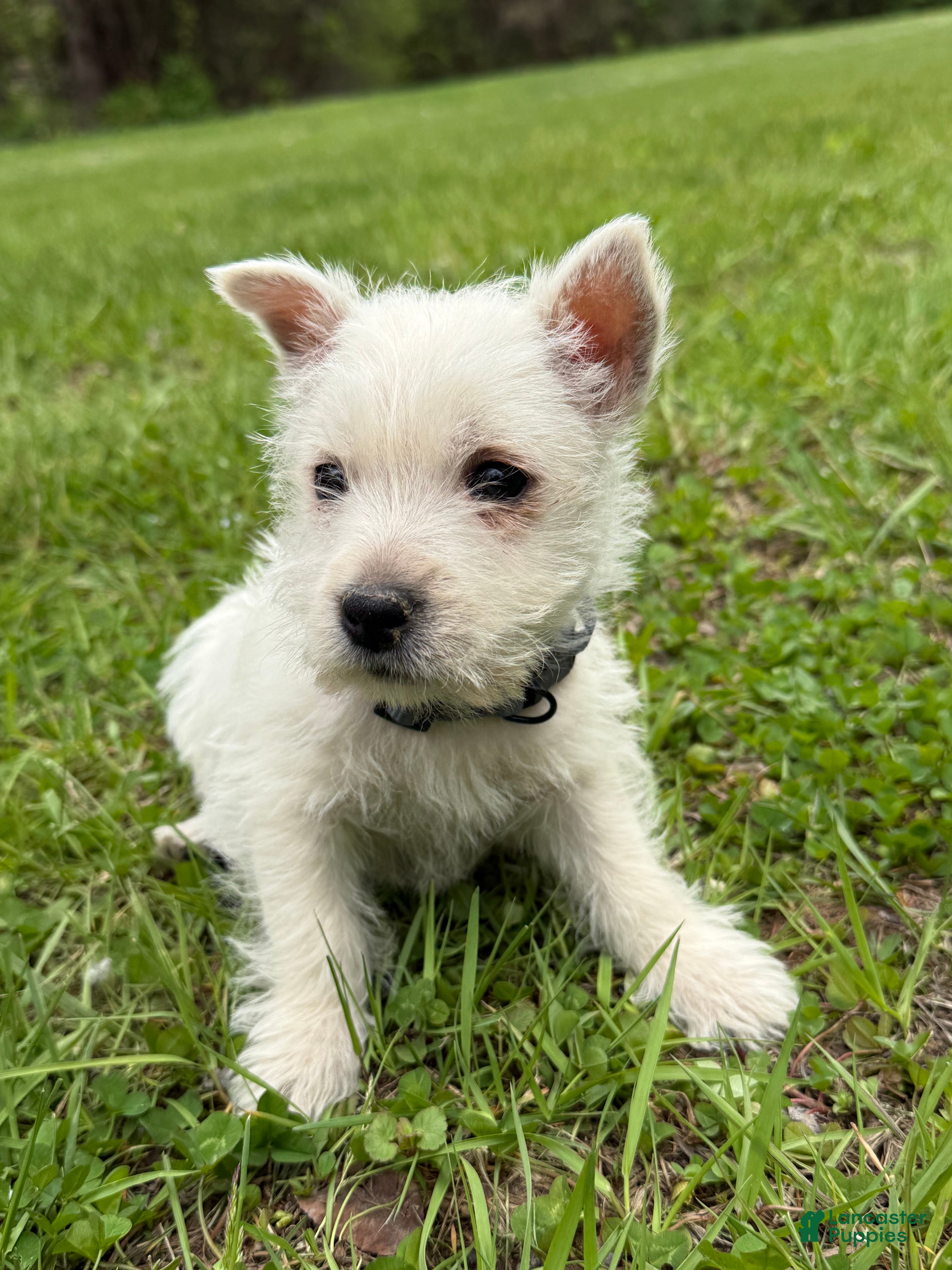 West Highland Terrier dogs for sale: West Highland Terrier Puppy 3 - Ad 2