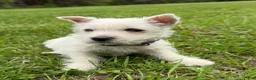 West Highland Terrier dogs for sale: West Highland Terrier Puppy 3 - Ad 1