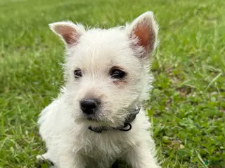 West Highland Terrier dogs for sale: West Highland Terrier Puppy 3 - Ad 2