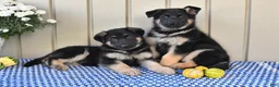 German Shepherd dogs for sale: Marla - Ad 3