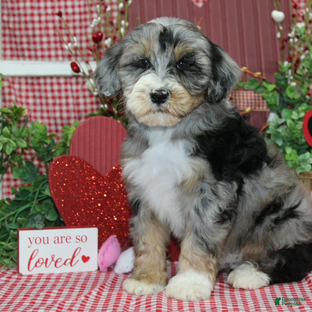 Mixed Breed dogs for sale: Larry - Ad 1