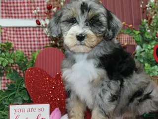 Mixed Breed dogs Larry - Ad 17