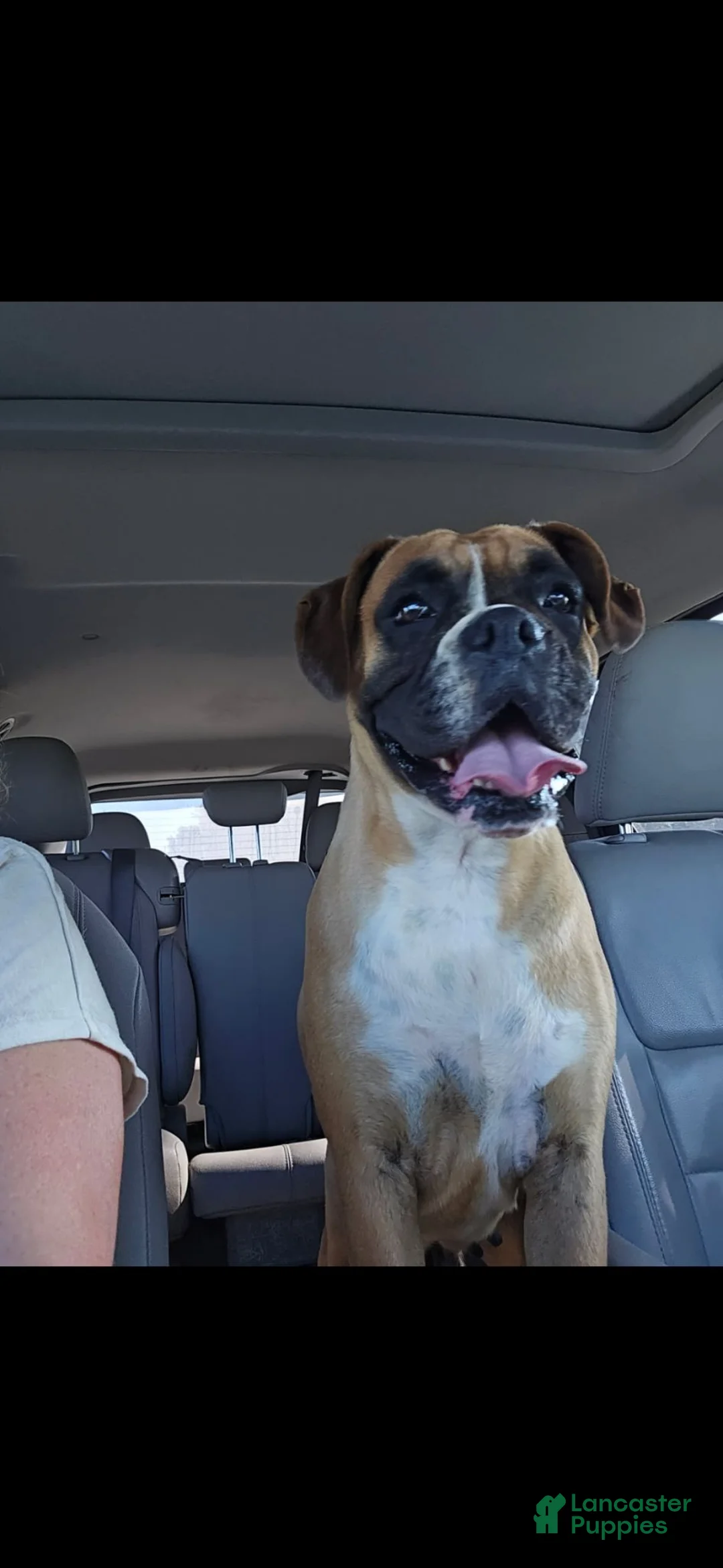 Boxer dogs for sale: Barkley  - Ad 11