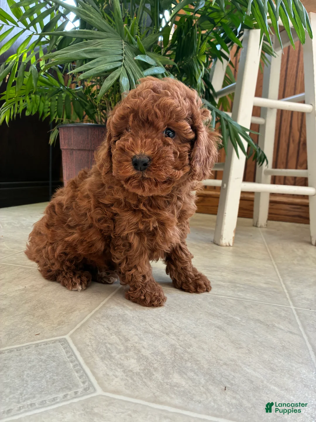 Mini Goldendoodle dogs for sale: Diamond - Ad 1