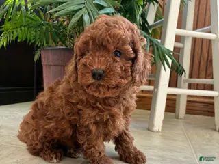 Mini Goldendoodle dogs Diamond - Ad 22
