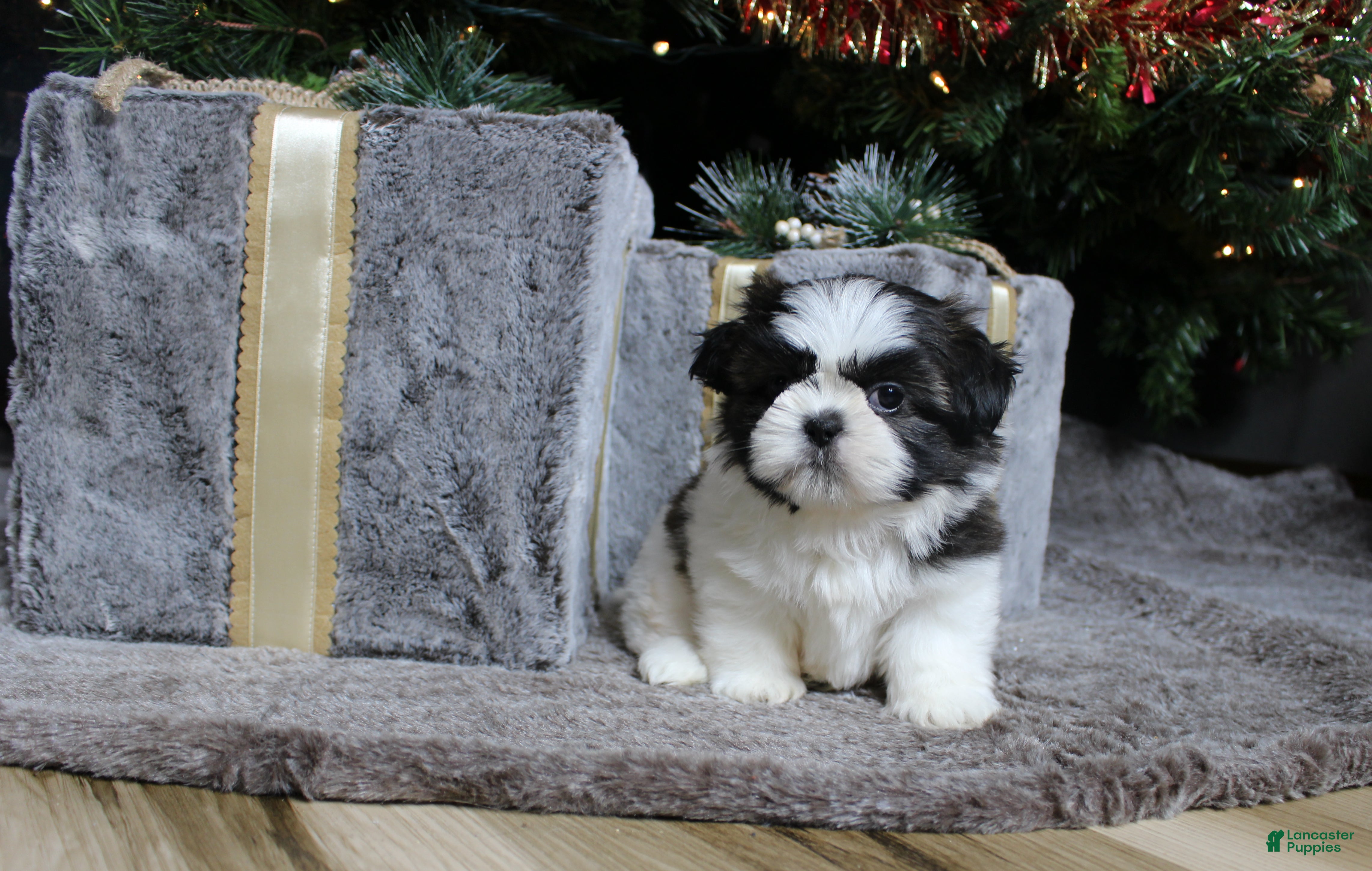 Shih Tzu dogs Koda - Ad 8