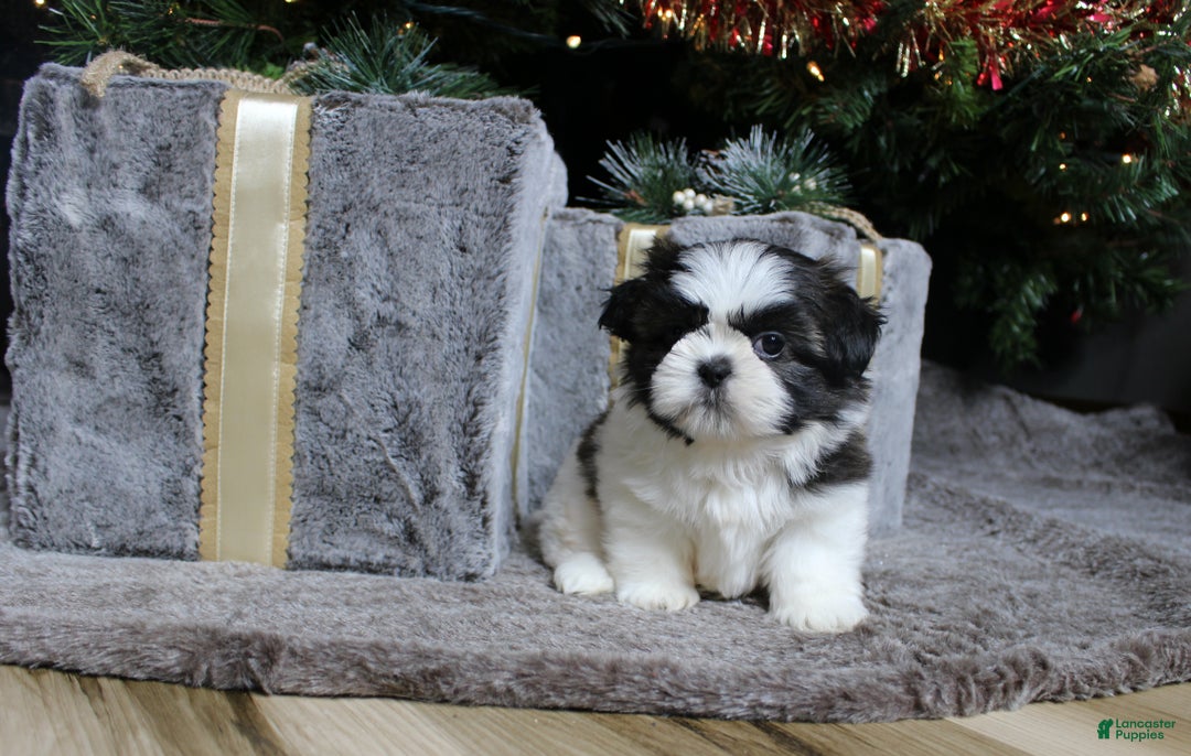 Shih Tzu dogs for sale: Koda - Ad 1