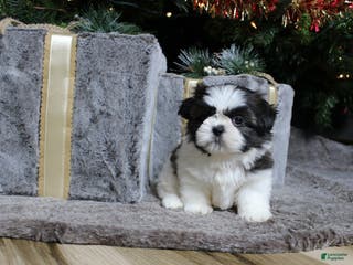 Shih Tzu dogs Koda - Ad 8