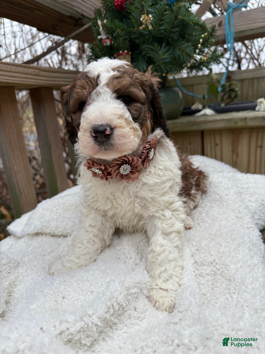 Saint Berdoodles dogs for sale: Bella - Ad 2
