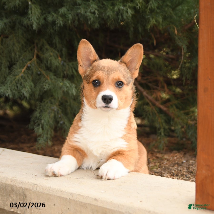 Welsh Corgi Pembroke dogs Tulip - Ad 1