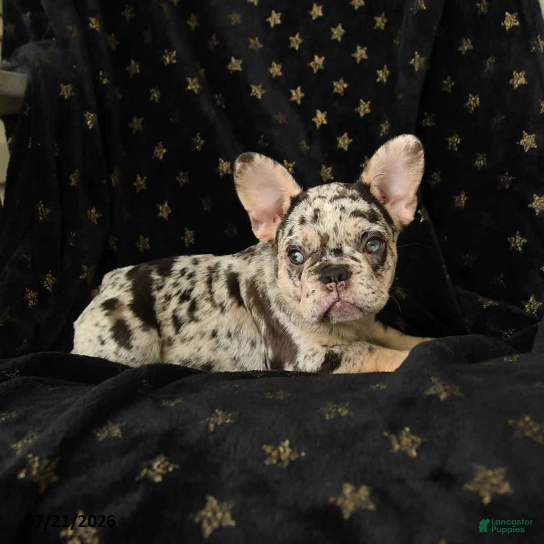 French Bulldog dogs for sale: Diamond  - Ad 2