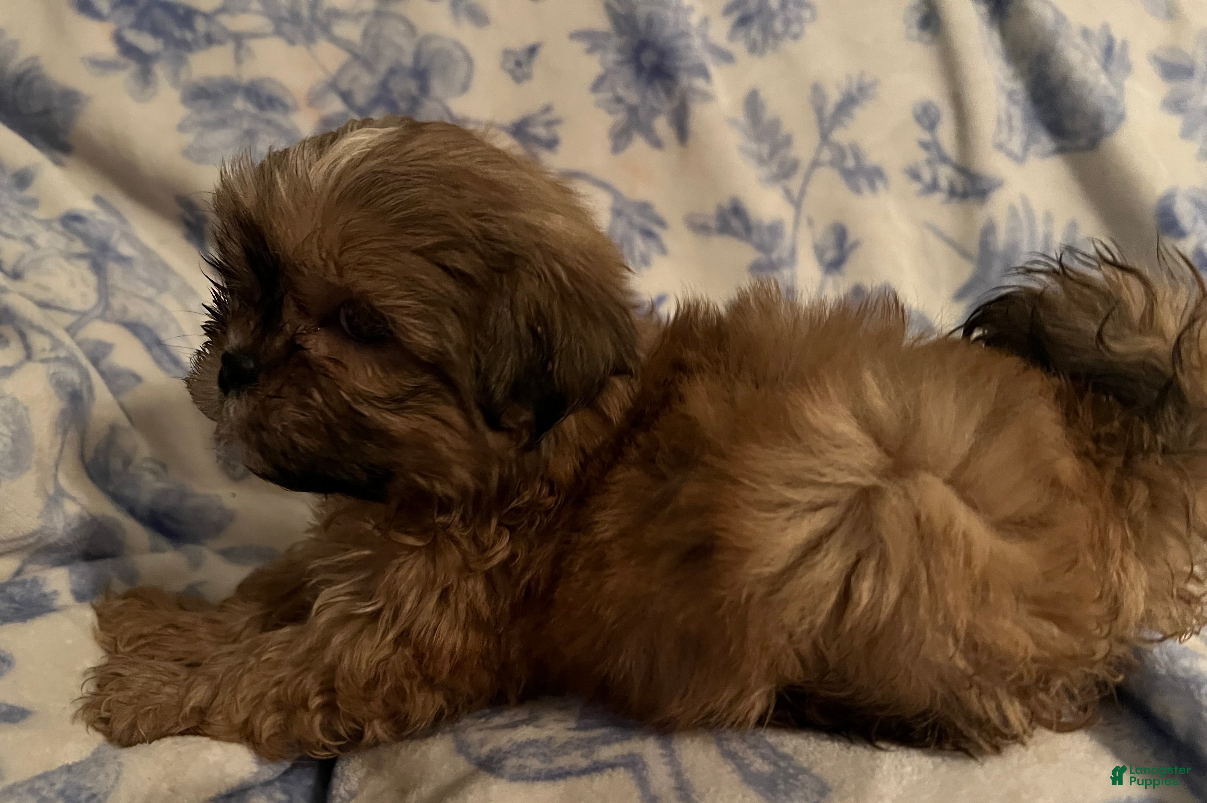 Shih Tzu dogs Shih Tzu Puppy 2 - Ad 17