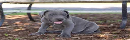 Great Dane dogs for sale: Asher - Ad 3