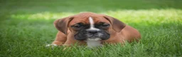 Boxer dogs for sale: Aurora - Ad 3
