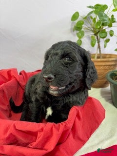 Goldendoodle dogs Spinner Bait - Ad 14