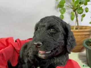 Goldendoodle dogs Walter - Ready for His New Home - Ad 11