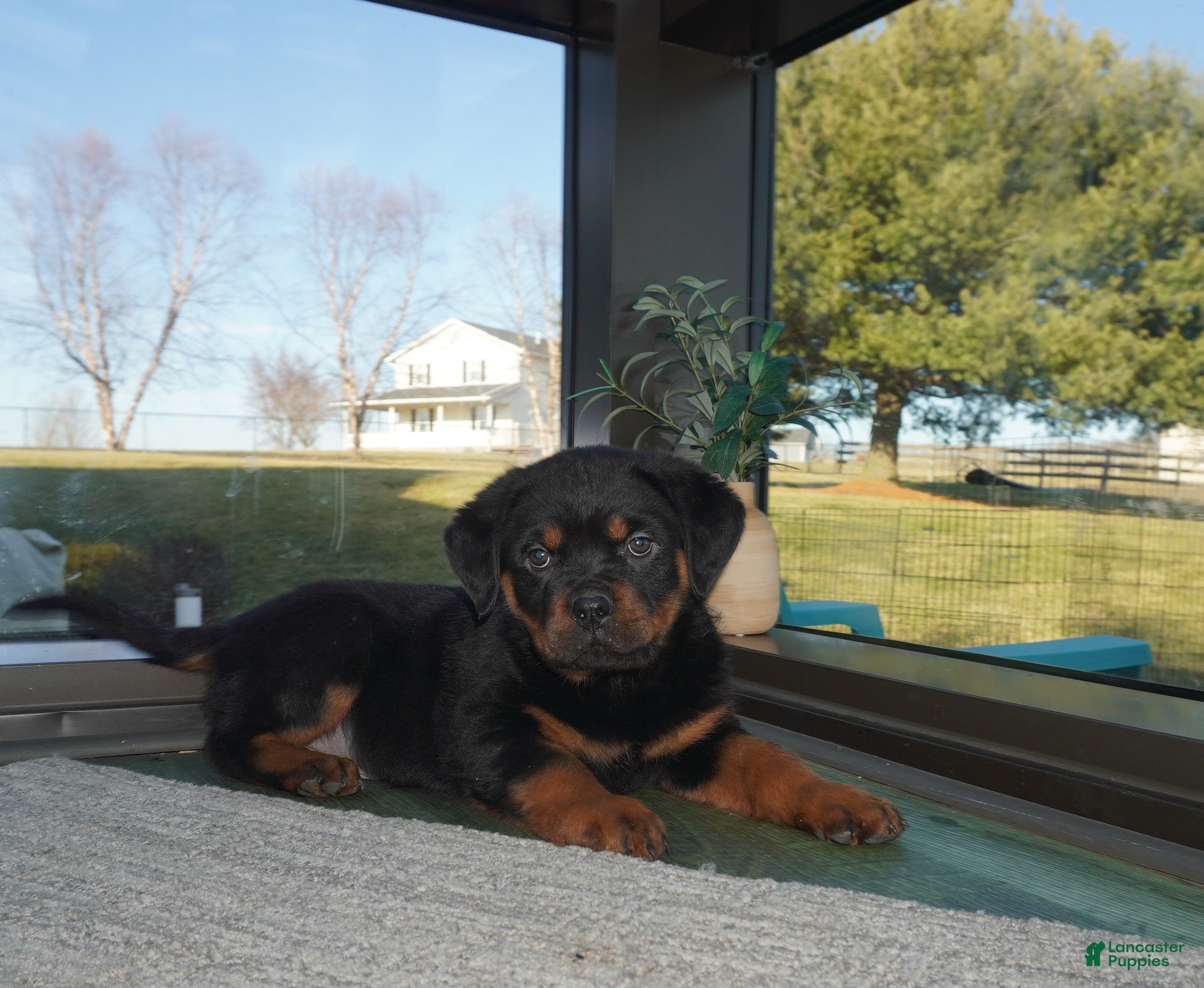 Rottweiler dogs Duke - Ad 2
