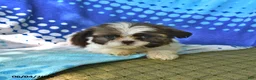 Shih Tzu dogs for sale: Lorraine - Ad 4