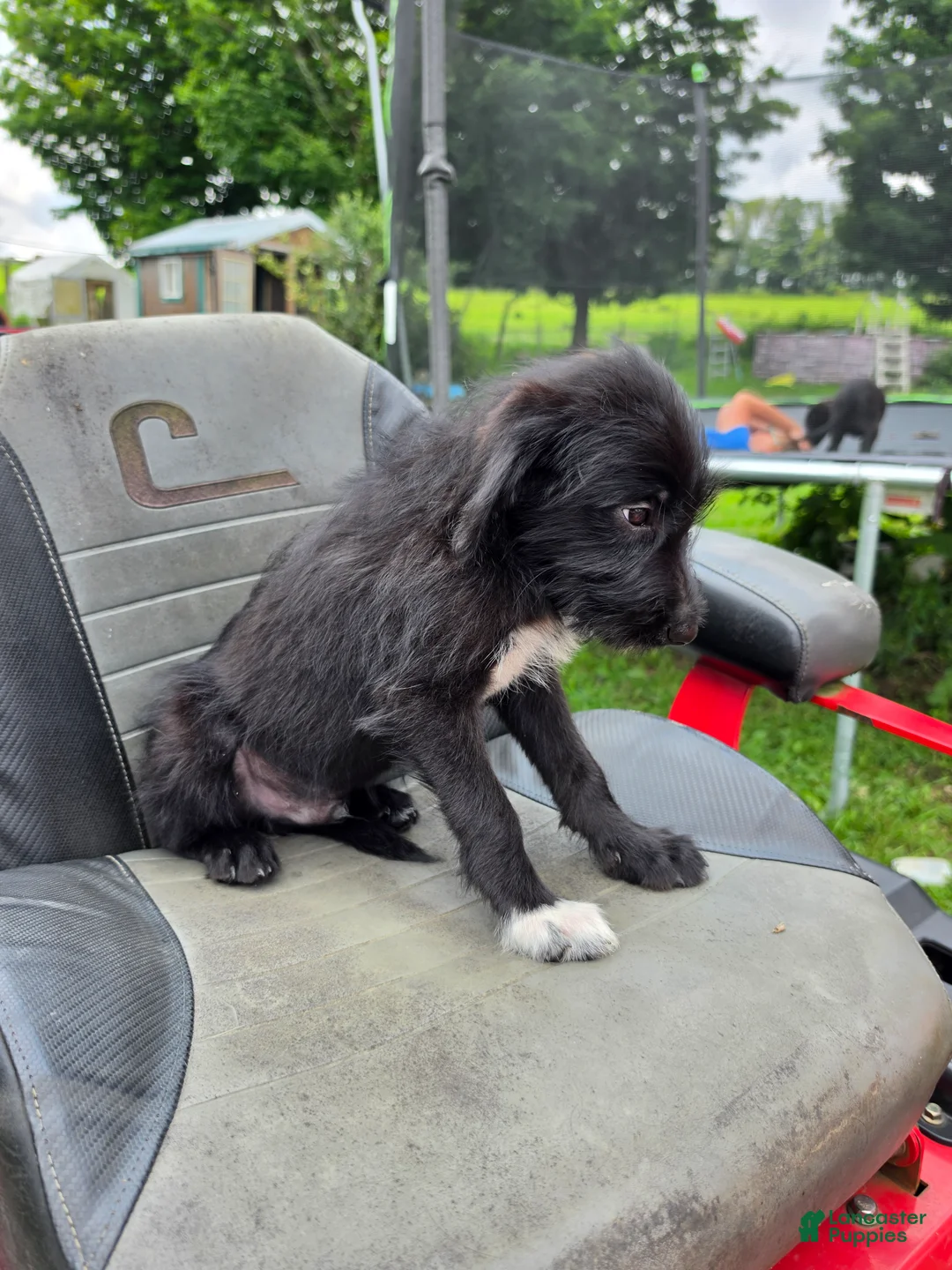 Mixed Breed dogs for sale: Boy 1 - Blue - Ad 2