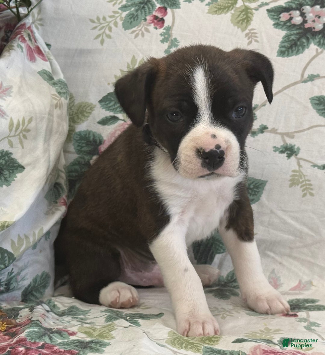 Mixed Breed dogs for sale: Misty - Ad 3