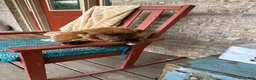 Mixed Breed dogs for sale: Cinnamon  - Ad 3