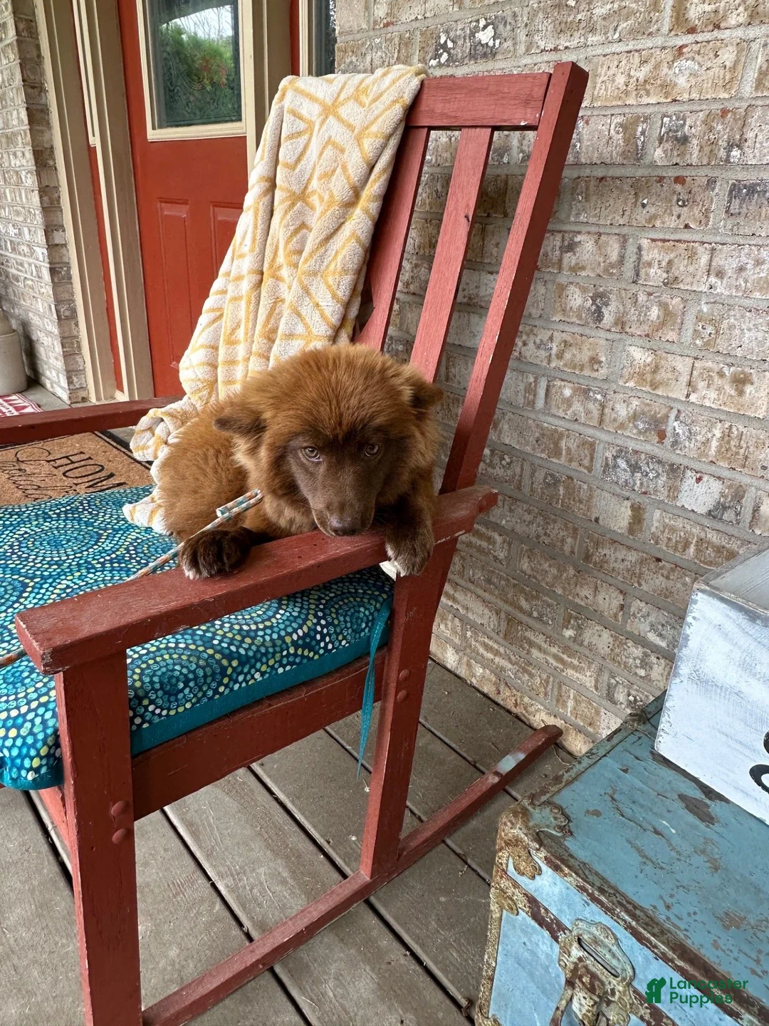 Mixed Breed dogs for sale: Cinnamon  - Ad 3