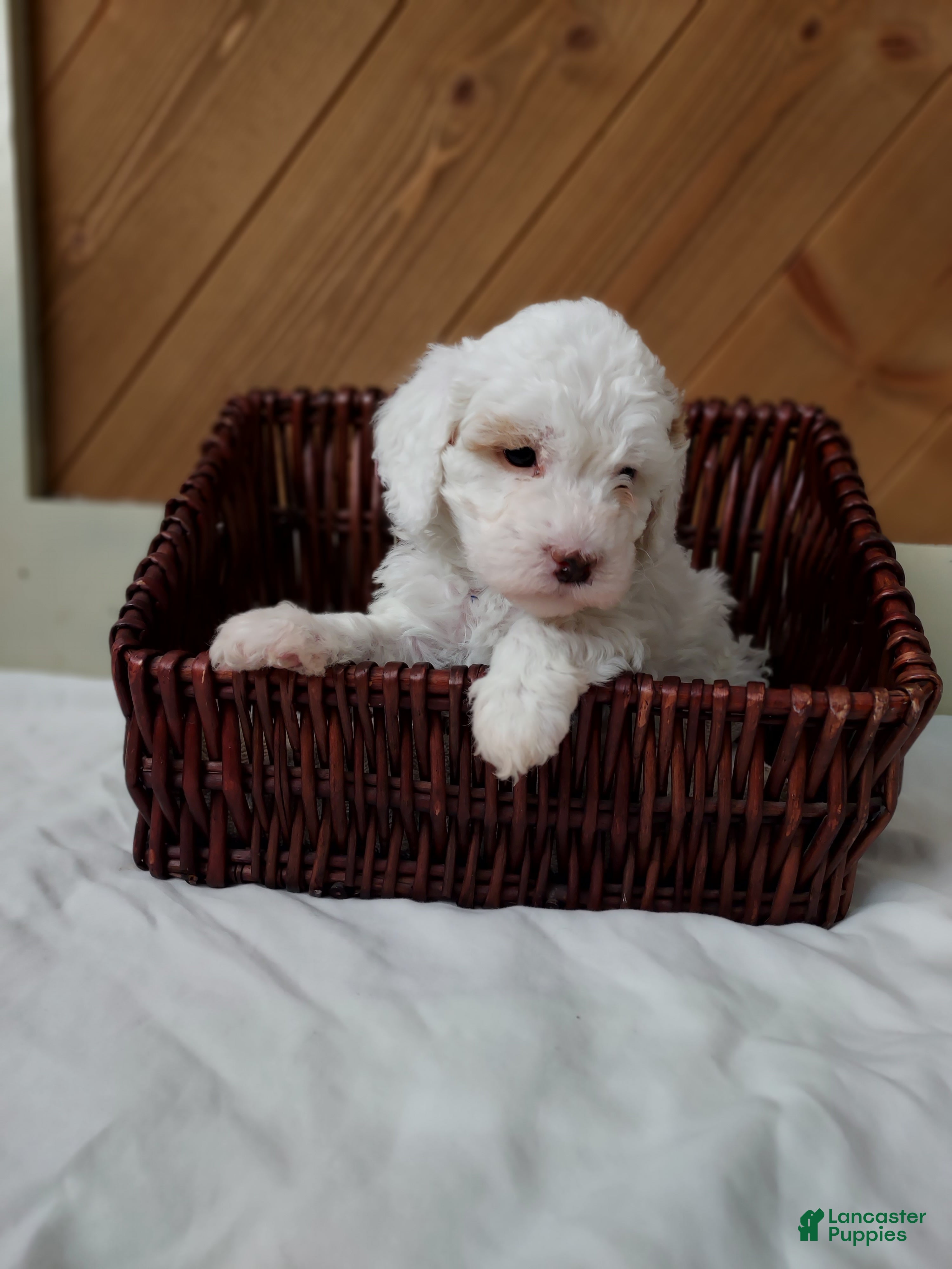 Cavapoo dogs Tundra - Ad 16